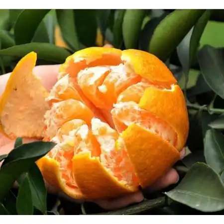 员工实名下单】渠县耙耙柑单件10斤装 新鲜水果不支持退换货图片大全