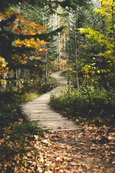 大自然清新唯美的秋日森林风景图片