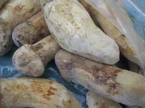 新鲜松茸长白毛