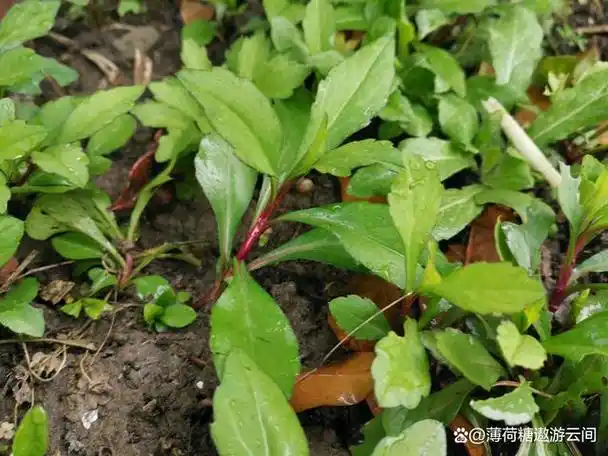 马兰头是春季时令野菜含有丰富营养和清热解毒功效去开挖吧