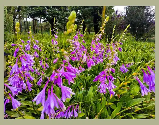 冷艳迷人的紫萼