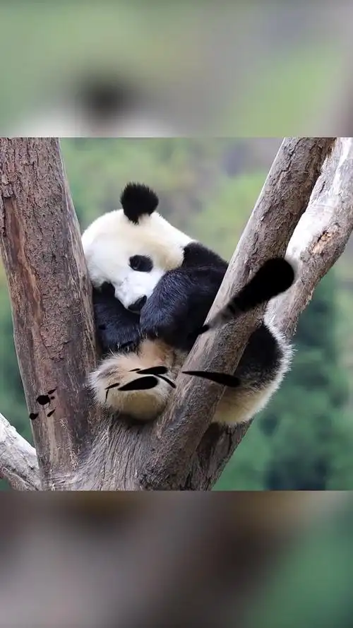 大熊猫睡觉的进阶睡法是什么?