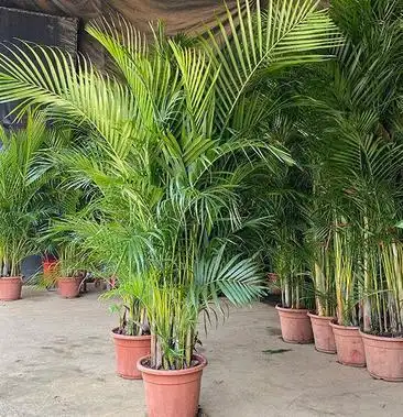 散尾葵凤尾竹盆栽室内客厅吸甲醛植物四季长青大型绿植花卉