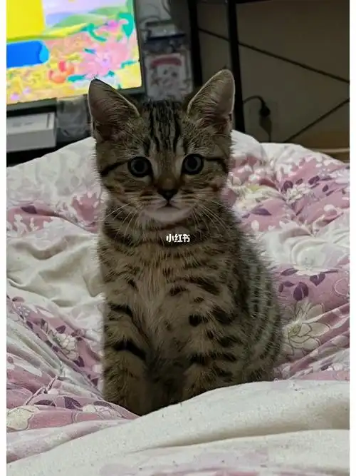 但是依旧是我最爱的宝贝呀#虎斑  #吸猫  #狸花猫