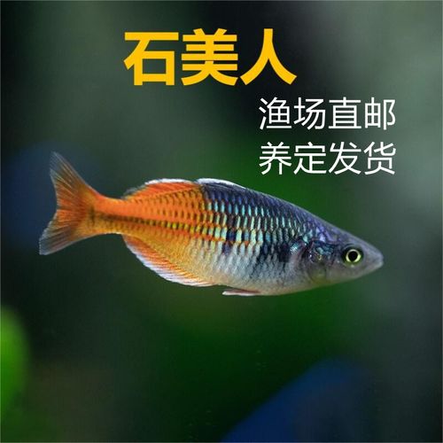 石美人鱼热带红苹果红尾黄金鸽子美人蓝电光彩虹刚果美人鱼活体鱼