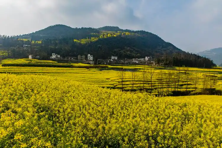 云南罗平油菜花风景图片 油菜花,云南,罗平, _ 云南罗平油菜花风景[图
