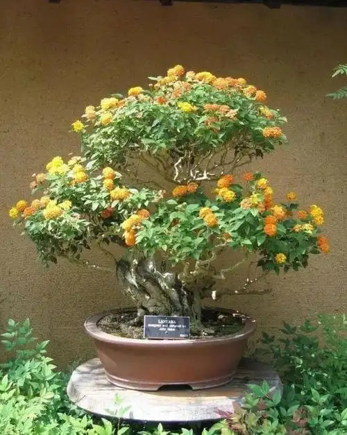 就比如我们今天要说的五色