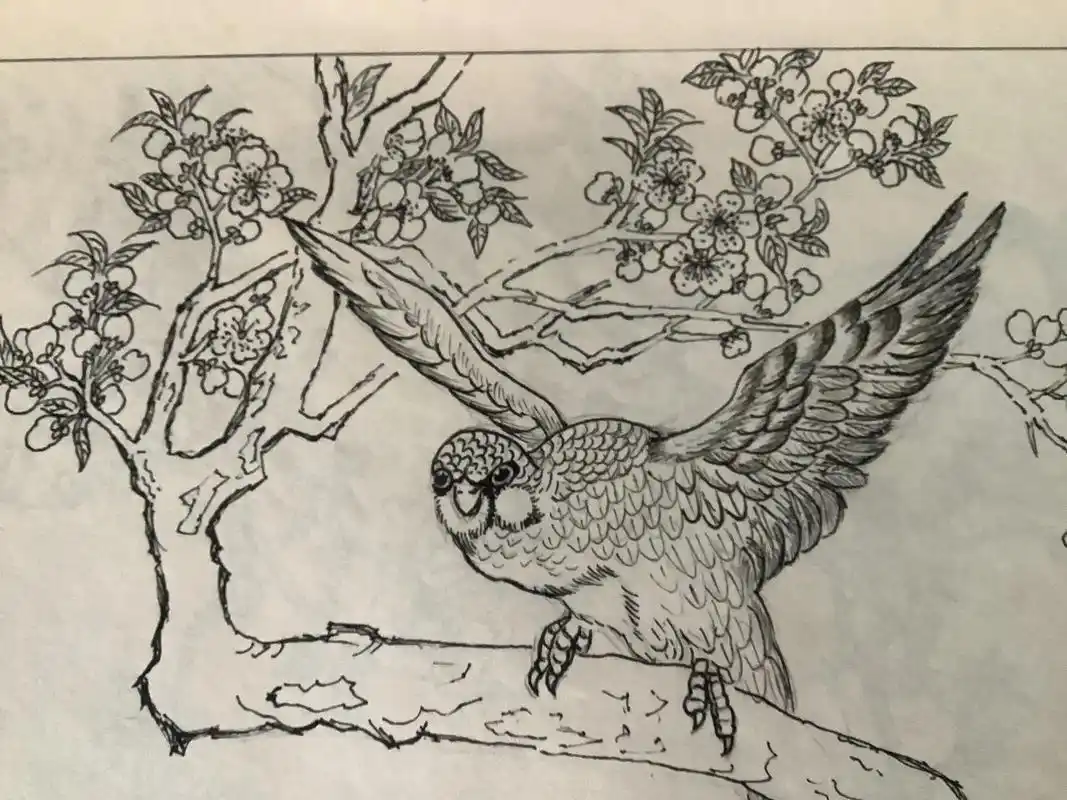 国画工笔白描花鸟.#黑白线描画 早期作品 - 抖音