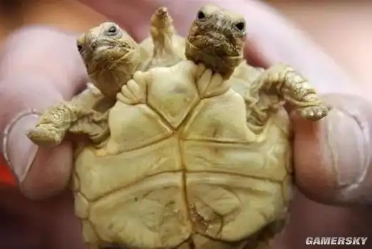 日本惊现双头乌龟专家称系基因突变导致