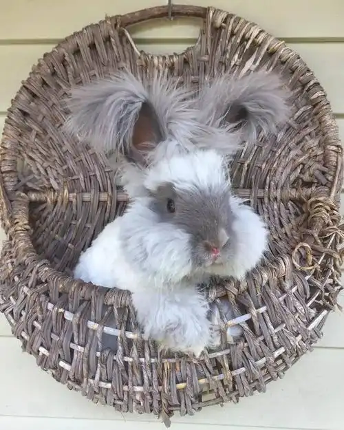 有着毛茸茸大耳朵的安哥拉兔你真的不是毛绒玩具