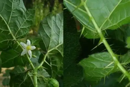 【图】叶子有刺的植物叫什么名字 这四种花草药用价值多多