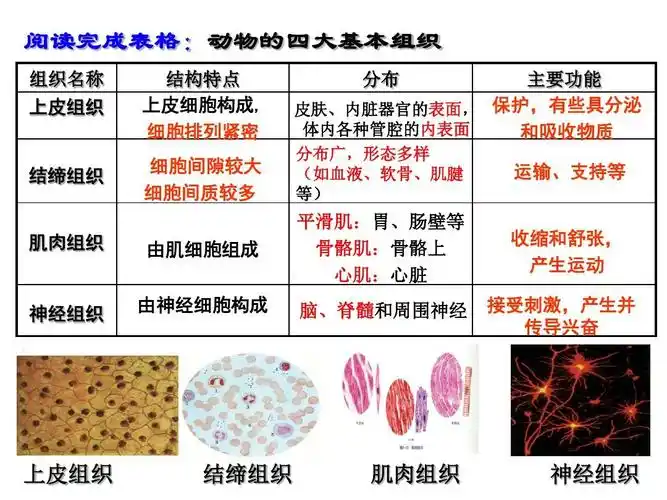 2生物体的结构层次 阅读完成表格: 动物的四大基本组织 组织名称 上皮