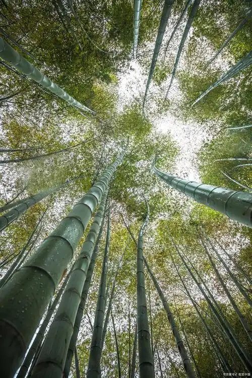 竹子的寓意和象征