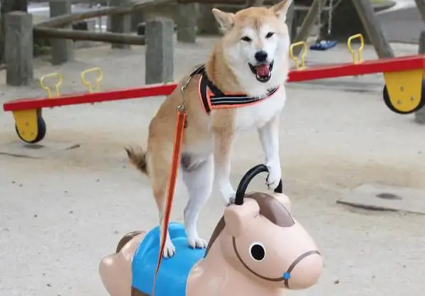 别再说月月蠢了! 阿柴「眯眼傻笑,骑马打仗」更搞笑