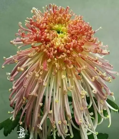 全世界最美菊花,太娇艳太珍贵了.