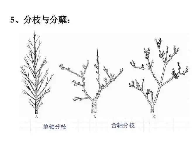 5,分枝与分蘖
