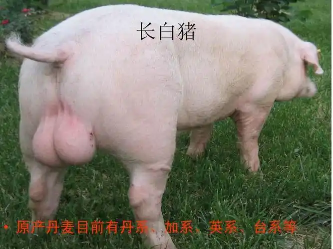 猪的品种大全ppt