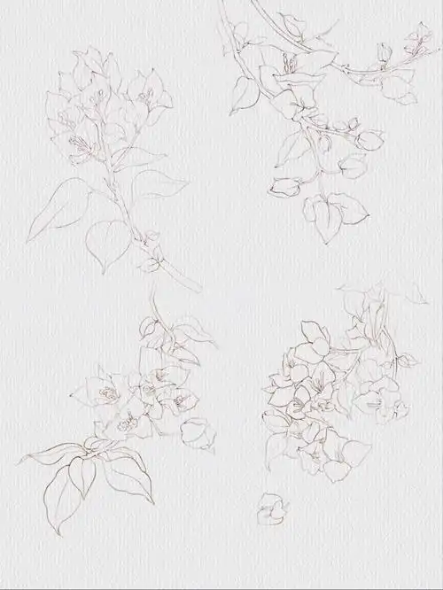 三角梅线稿练习