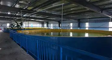 ras 室内养鱼设备罗非鱼鱼场