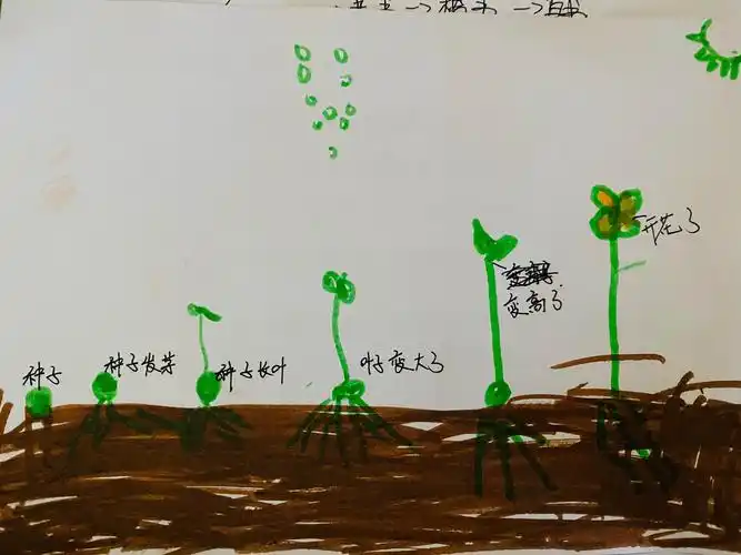 洋洋:蔬菜是由种子生长的,种子埋在地下就会发芽然后长叶子慢履的