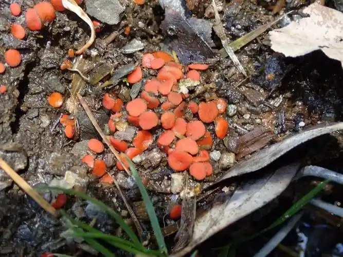 火丝菌科pyronemataceae