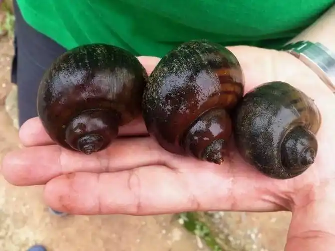 这种螺千万别吃 一颗就可能致命
