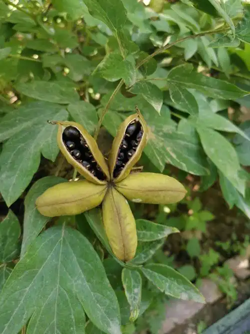 地方       各种花花9492959090      摘到了n多万寿菊种子