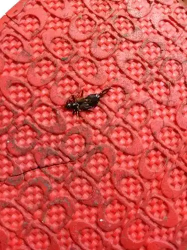 这虫是什么虫啊?家里已经出现过很多只了.一般在厕所发现,可是我蚊