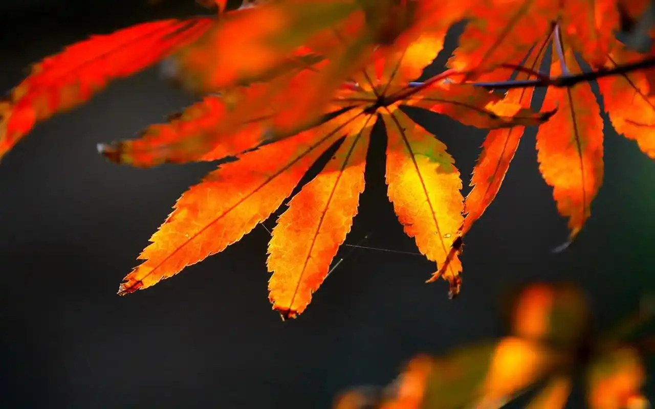 秋天枫叶高清唯美摄影图片桌面壁纸