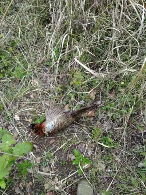 竹鸡吊脚套有几种做法