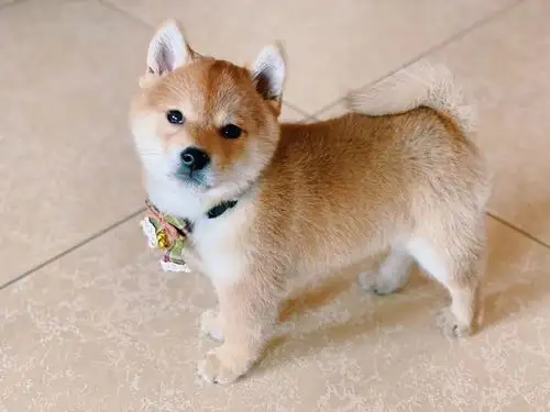 柴犬幼犬的日常护理