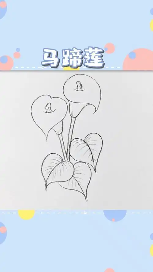 简笔画马蹄莲的画法十分简单