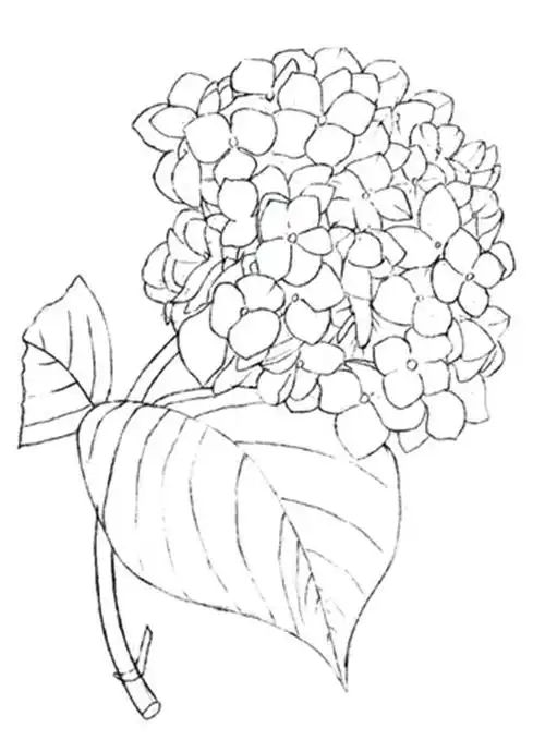 水粉绣球花画法图解步骤