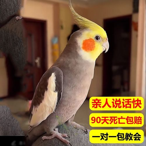 纯手养玄凤鹦鹉会说话唱歌宠物活体鸟黄化玄风幼鸟原始灰公母一对