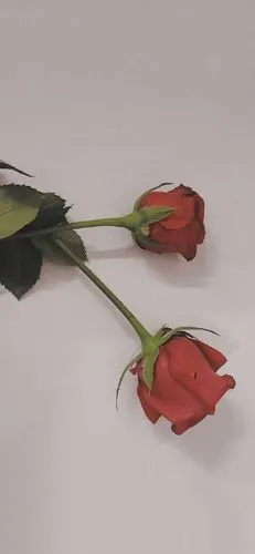 唯美不俗背景图 那日的礼物_手机壁纸_风景静物手机壁纸_我要个性网