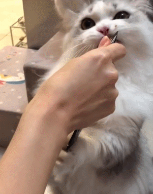 猫咪大眼睛手指萌宠gif动图_动态图_表情包下载_soogif