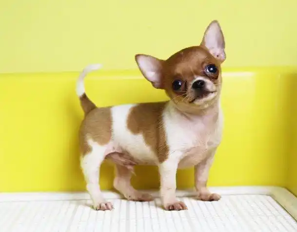 高品质苹果头吉娃娃幼犬,不一样的吉娃娃犬