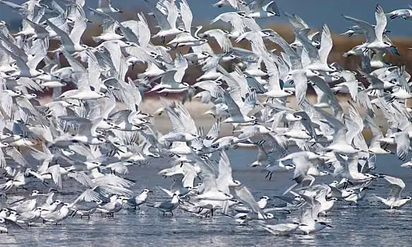 飞,向上,鸟群,燕鸥,鸟,飞翔,湖