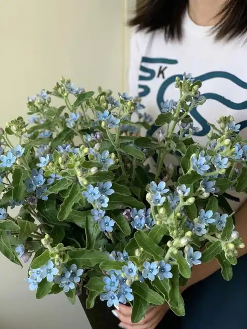 不是所有花店都有蓝星花#蓝色蓝星花  #蓝色星星花