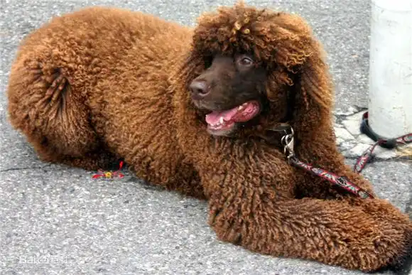 爱尔兰水猎犬的体重大约是多少