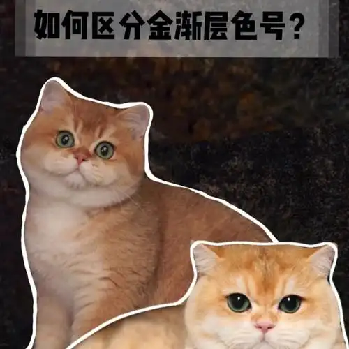 78如何区分金渐层色号78