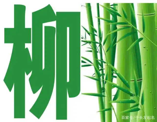 「于长友起名」翠竹背景百家姓头像之:俞任袁柳