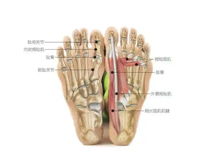 大脚趾结构解剖进行简单的大脚趾调整,可以使双脚的骨骼,肌肉和韧带