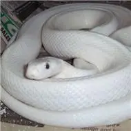 蛇头像图片大全比较吓人的霸气蛇头像图片