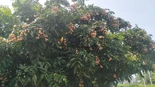 香皮黄皮果出售数量不多,欲购从速