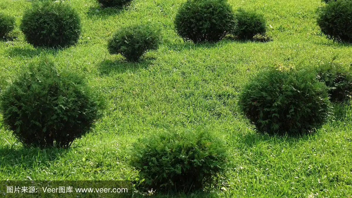 圆的灌木丛中.绿化草坪,灌木,景观设计.