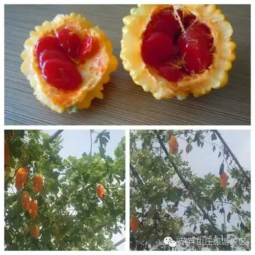 绿色无污染新鲜蔬果,欢迎您来采摘!吃着小时候才能看到的癞