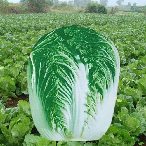 义和秋大白菜种子秋季冬储大白菜老品种北方秋天越冬优质白菜种子