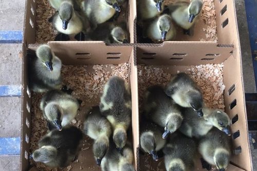 0/只 正宗狮头鹅苗  包疫苗  包运输风险  技术指导