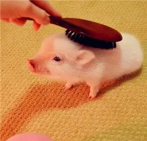 宠物猪头像可爱宠物猪qq头像图片